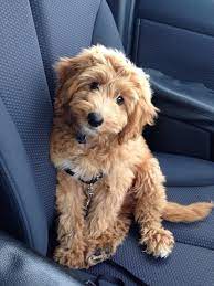 Rocco Fb1 Miniature Golden Doodle Poodle Mix Breeds Cute Dogs Cute Baby Animals