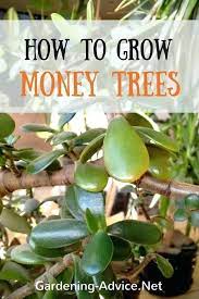 Precious Money Tree Near Me Ideas Ideas Money Tree Near Me Or Money Tree Plant How To Grow Money Trees Mone Money Tree Plant Care Money Tree Plant Money Trees