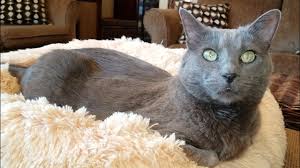 Crochet cat bed patterns free crochet cat bed patterns, igloos, pouffe's, donuts and cat caves! Marshmallow Pet Bed For Cats Or Dogs Jericho Thunder Youtube