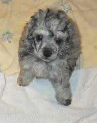 When you adopt a puppy from us, you become part of the country cockapoo family and have our continued support and guidance. Pin By Sabine Poodlemom On Poodlepleasure Merle Poodles Pinterest Poodle Doggies And Dog