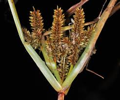 Image result for Cyperus ruwenzoriensis