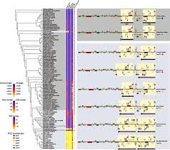 Image result for Pycnobotrya nitida