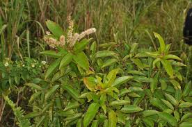 Image result for Cunoniaceae