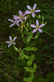 Image result for Gentianaceae