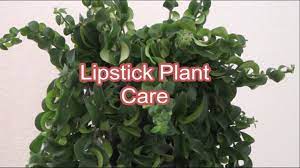 Thanks for stopping by the sun room to talk about the curly lipstick plant. Lipstick Plant Care Tips How To Care Lipstick Plant Growing And Care Aeschynanthus Youtube
