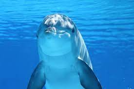 Free Image On Pixabay Dolphin Animal Sea Ocean National Animal Animal Facts Mammals