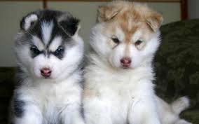 Black White And Brown Husky Siberian Husky Information And Pictures Petguide Cute Husky Puppies Malamute Puppies Alaskan Malamute Puppies