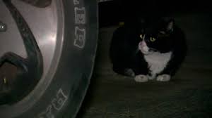 Refusal To Stop Feeding Feral Cats Could Land Arizona Man In Jail Abc News