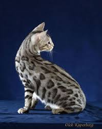 Black And White Spotted Cat New Jersey Bengal Cat New Jersey Bengal Breeders Nj Bengal Kitten Cats White Bengal Cat Bengal Cat Bengal Cat Kitten