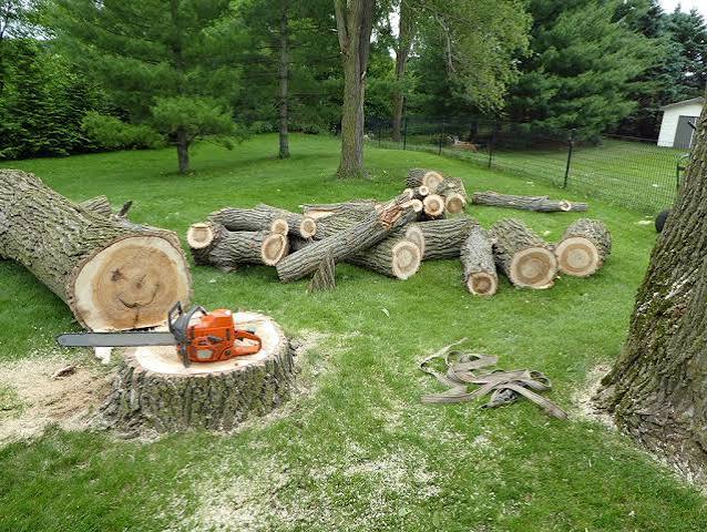 Professional tree care service on a residential property