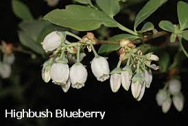 Image result for Vaccinium stanleyi