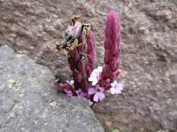 Image result for Striga gesnerioides