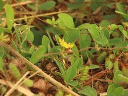 Image result for Cajanus