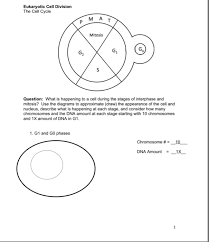 The four phases of the cell cycle (g 1, s, g 2 and m). Solved Eukaryotic Cell Division The Cell Cycle Mat P Mito Chegg Com