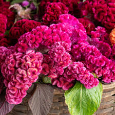 Image result for Celosia argentea