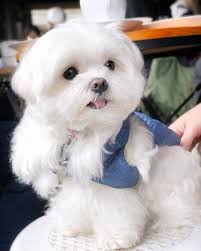 5 Calm Dog Breeds Best Family Dogs Dogbeast Calm Dog Breeds Maltese Dogs Calm Dogs