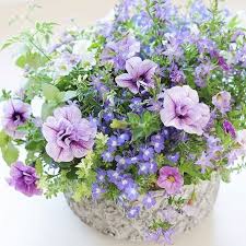 Small Flowers With The Biggest Meaning Of Love By Shiko Tanaka Flowers Super Pics Splendid Nature Vision Natura Small Flowers Meaning Of Love Flowers