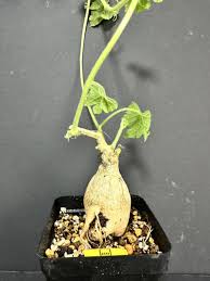 Image result for Kedrostis leloja