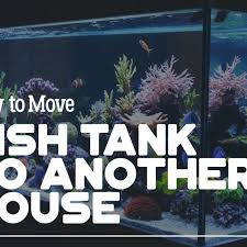 Live tv stream of 80\'s rock broadcasting from italy. How To Move A Fish Tank To Another House