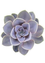 Echeveria Perle Von Nurnberg Purple Succulents Succulents Echeveria