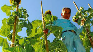 Nanohana festival di yokohama prefektur aomori image: Petani Osaka Tumbuhkan Bunga Matahari Setinggi 7 Meter Berita Jepang Japanesestation Com