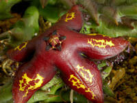 Image result for Orbea maculata