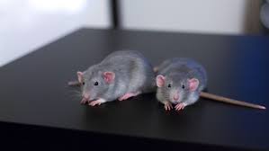 First Time Rat Owners Meet Remy And Nux Pet Rodents Cute Rats Pet Rats