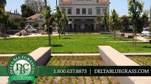 Check spelling or type a new query. Delta Bluegrass Company Lawn Garden In Stockton Youtube
