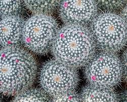 Mammillaria gracilis fragilis thimble cactus this beautiful, small cactus has a cylindrical green body covered in. Powder Puff Cactus Indoor Plant Care Growing Guide