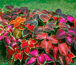 Image result for Coleus