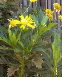 Image result for Euryops chrysanthemoides