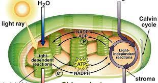 Photosynthesis Powerpoint Presentation Forestrypedia Teaching Biology Science Biology Biology Plants