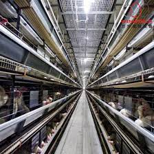 Whether you're looking for a large family home with a lot of square footage, a small modern house plan or something more trendy like a modern farmhouse, you'll find it in our collection. China Design Modern Poultry Farm House Automatic Galvanized Battery Chicken Cages For Sale China Poultry Cage Layer Chicken Cage