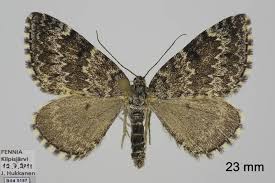 Image result for Entephria polata