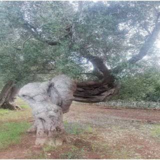 Millennial olive tree in Italy, Puglia, San Vito dei Normanni (Mrs.... |  Download Scientific Diagram