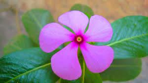 Lovenature Planting Herbs Medicinal Plants Trees To Plant