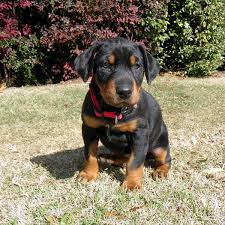 See more ideas about doberman, puppies, doberman puppy. Come See The Cutest Photos Of Doberman Puppies