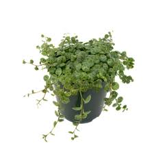 Image result for Tragia prostrata