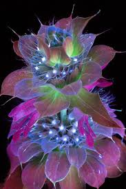 Amazing Photos Capture How Flowers Look Under Ultraviolet Light Glowing Flowers Unusual Flowers Flowers Nature