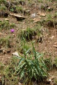 Image result for Eschenbachia gouanii