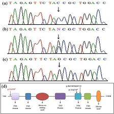 13 multiple choice rna and protein synthesis chapter test a write the letter that best answers the question or completes the statement on the line. A Novel Recessive Mutation In The Gene Elovl4 Causes A Neuro Ichthyotic Disorder With Variable Expressivity Bmc Medical Genetics Full Text