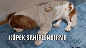 Yeni Yavru Kopek Almak Sahiplenme Cavalier King Charles Spaniel Youtube