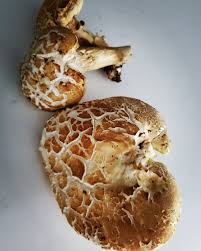 Image result for Boletus variipes