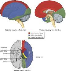 The cerebral blood supply system is mainly dependent upon the two anterior cerebral arteries that supply oxygen to medial portions of the frontal lobes and the superior medial parietal lobes. Vascular Neuroanatomy Springerlink