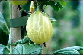 Anywhere you have fruit plants that won't grow because of the temperature if you've got the space, growing a dwarf fruit tree in your home has some excellent. How To Grow Gooseberries Rhs Gardening
