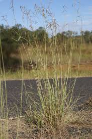 Image result for Hyparrhenia