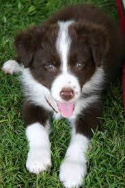 Adopt your own puppy to play with today! Elsa Dunwurkn Jordy Girl 8 Weeks Old Collie Puppies Puppy Adoption Border Collie Puppies