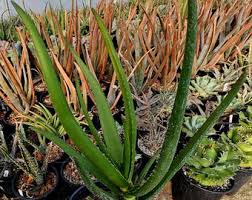 Image result for Aloe greatheadii