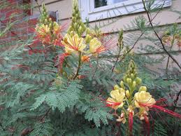 Image result for Caesalpinia