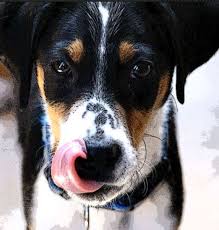 How do you know if your female dog has cancer? Dog With Stomach Cancer Not Eating Dog Discoveries